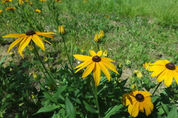 Yellow Rudbeckia hirta Flowers Black-eyed Susan In Field