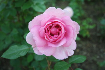A Pink Rose Flower In Bloom With Green Leaves