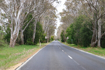 A Winding Road Through a Eucalyptus Forest