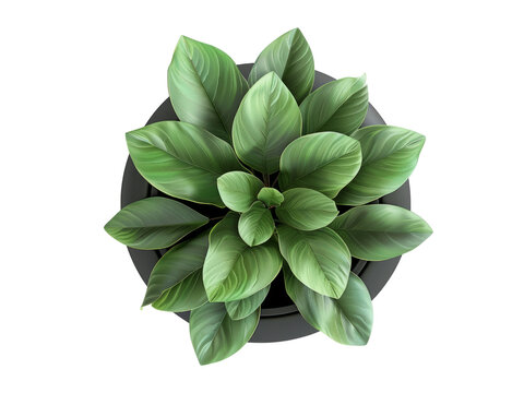Top view  plant in pot isolated on transparent background.