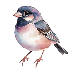 Sparrow watercolor clipart illustration isolated