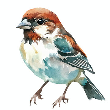recommend clip art: Sparrow watercolor clipart illustration isolated