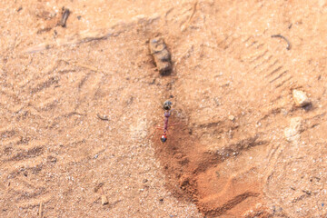 A Crimson Ant Navigating a Rocky Terrain