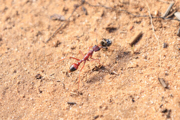 A Crimson Ant Navigating a Rocky Terrain