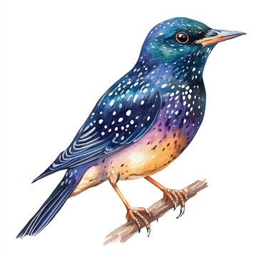 recommend clip art: Starling Bird watercolor clipart illustration isolated