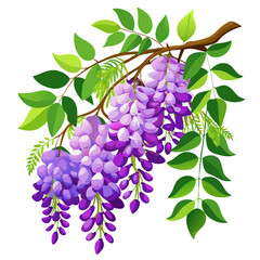 Illustration of Wisteria Flower, Enchanting Wisteria Vector Illustration - Cascading Clusters of Soft Purple Blooms, Perfect for Romantic and Spring Garden Theme