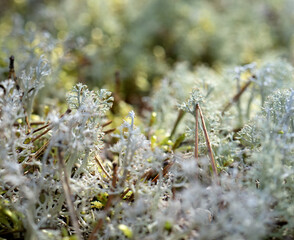 moss, cladonia in the forest close-up. Lichen macro