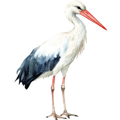 Stork watercolor clipart illustration isolated