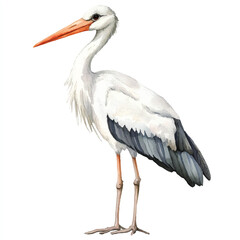 Stork watercolor clipart illustration isolated
