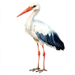 Stork watercolor clipart illustration isolated