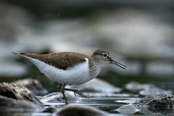 Common Sandpiper Feeding on a Lake