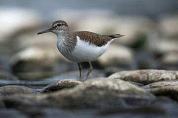 Common Sandpiper Perched on a Tranquil Lake