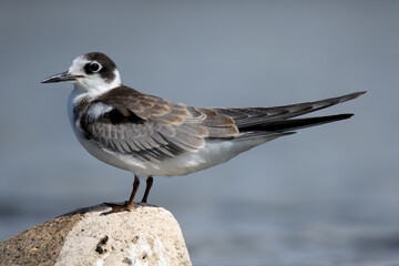 Elegant Adult White-winged Tern Perched on a Rock