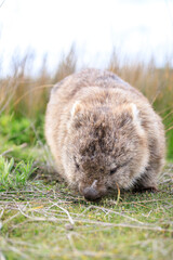 A Peaceful Wombat Resting in the Grass