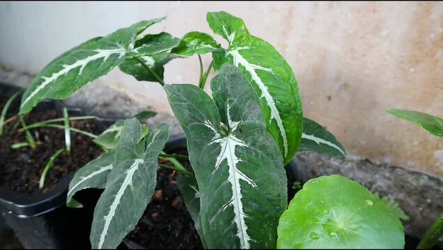 Green leaves of Syngonium wendlandii plant is swaying by the wind in the garden.