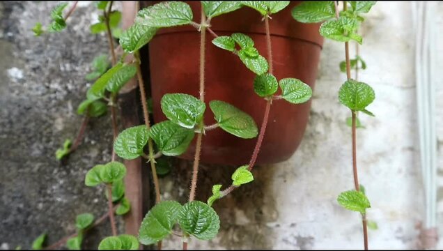 Pilea mint or creeping charlie hanging on the plastic pot at the wall. Green leaves of pile nummulariifolia house plant. Vertical garden.