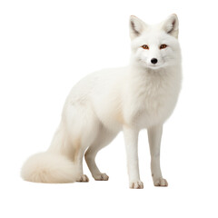 Obraz premium cute white fox isolated on white