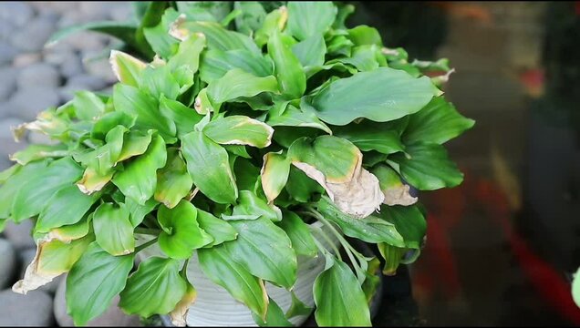 Kaempferia galanga plant in a pot on the top of fish pond. aromatic ginger leaves. sand ginger, cutcherry. one of four plants called galangal. The fish is swimming behind. Exterior garden with pond.