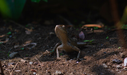 chameleons or wild calotes. Invasive animals that live and thrive in Indonesia.