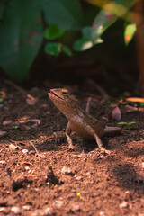 chameleons or wild calotes. Invasive animals that live and thrive in Indonesia.