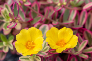 Obraz premium background texture nature yellow flowers local flore of asia colorful at garden