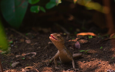 chameleons or wild calotes. Invasive animals that live and thrive in Indonesia.