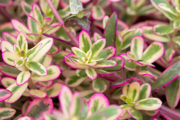 background texture colorful leaf flora local of asia at garden