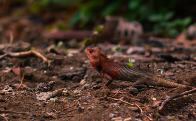 chameleons or wild calotes. Invasive animals that live and thrive in Indonesia.