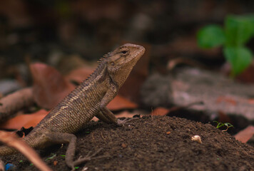 chameleons or wild calotes. Invasive animals that live and thrive in Indonesia.