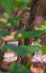 chameleons or wild calotes. Invasive animals that live and thrive in Indonesia.