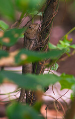 chameleons or wild calotes. Invasive animals that live and thrive in Indonesia.