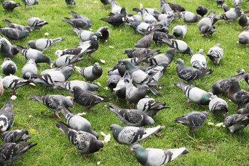 Fototapeta premium Feeding pigeons with pieces of bread on a green grass lawn. Large group of pigeons gathered, creating a flock. Birds eagerly pecking at crumbs. Public city park animals. Throwing bread pieces on grass