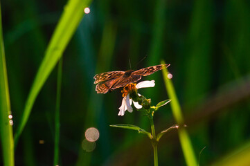 A black butterfly with the scientific name Hypolimnas bolina perched on a flower