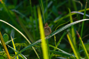 A black butterfly with the scientific name Hypolimnas bolina perched on a flower