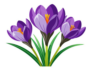 crocuses isolated on white background, Illustration of Crocus Flower, Vibrant Crocus Vector Illustration - Delicate Purple Petals with a Bright Yellow Center, Perfect for Early Spring Garden Themes