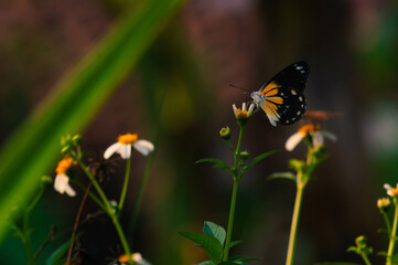 butterfly with a combination of black, white and yellow. butterfly looking for nectar.