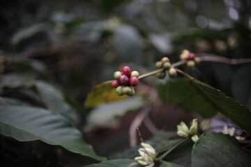 close up of coffee berries and blooms