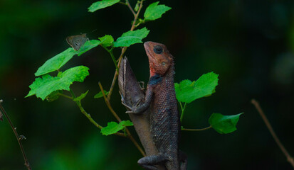 Chameleons or calotes are on the branches and are hunting small butterflies.