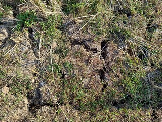 High resolution image showing dry, cracked soil surrounded by Green grass due to a long dry season