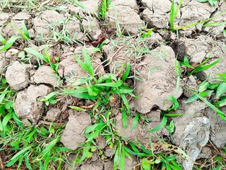 High resolution image showing dry, cracked soil surrounded by Green grass due to a long dry season