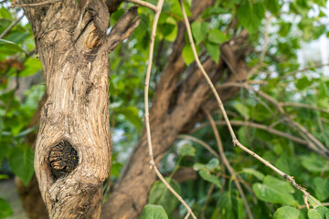 A close-up of a textured tree trunk against a lush green forest background. The rough bark details are highlighted, showing the intricate patterns formed by nature, perfect for backgrounds or nature