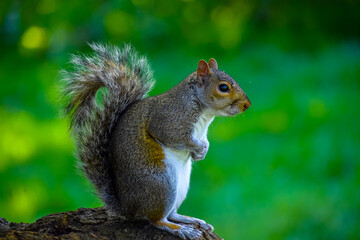 Closeup on a squirrel in the forest