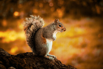 Closeup on a squirrel in the forest