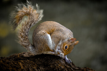 Closeup on a squirrel in the forest