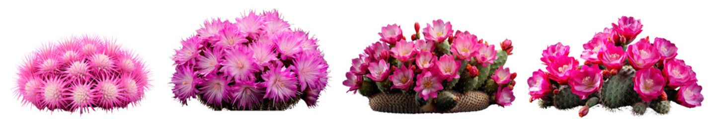 Various pink cacti arranged on a white isolated background.