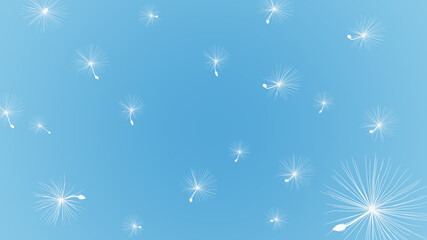 Dandelion seeds blow in the wind on blue background