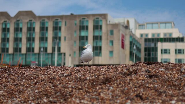 Seagull on Brighton Beach
