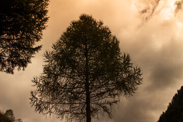 albero contrasto col cielo arancione