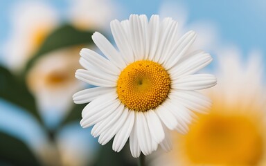 Naklejka premium Close-up of a single white daisy with yellow center against a blue sky background.
