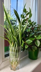plant in a glass vase